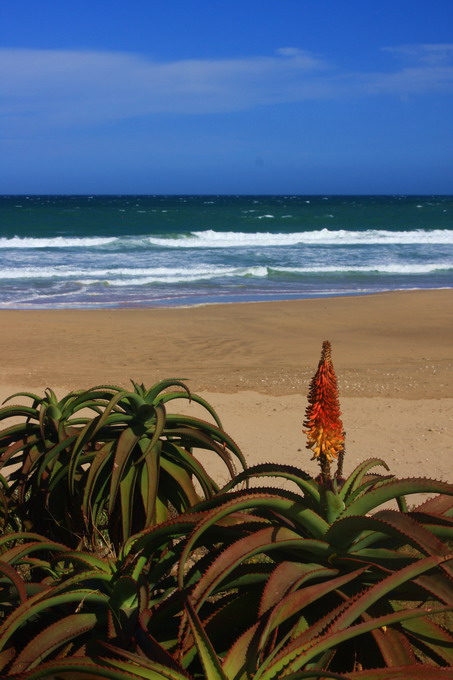 Wild coast a Aliwal Shoal