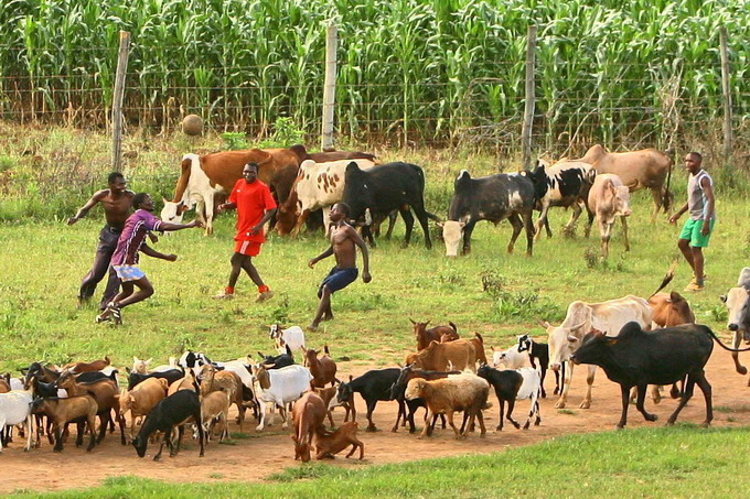 Tazala a Dar es Salaam