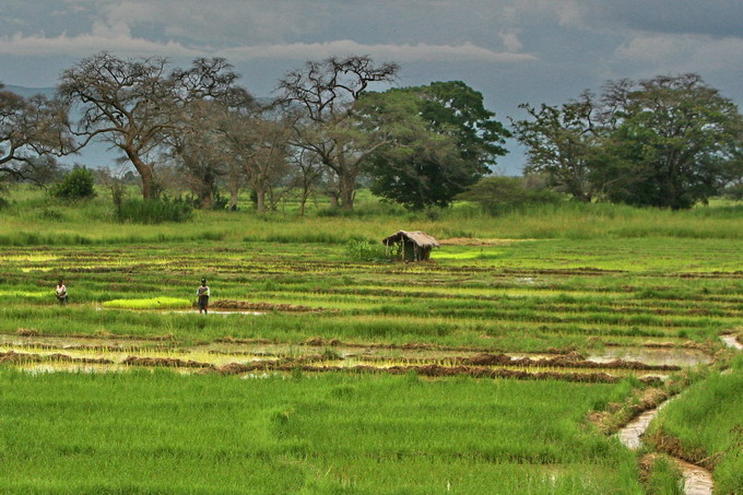 Tazala a Dar es Salaam