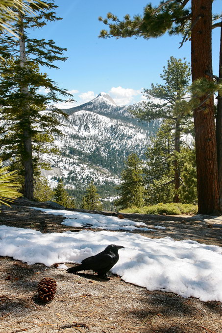 Yosomite, Sequoia, Death Valley