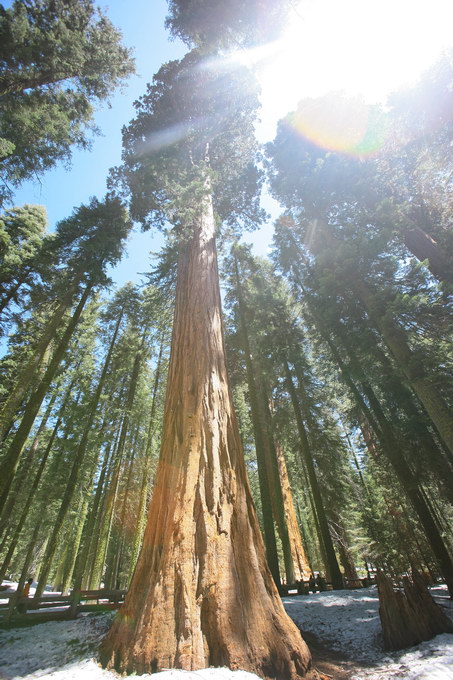 Yosomite, Sequoia, Death Valley