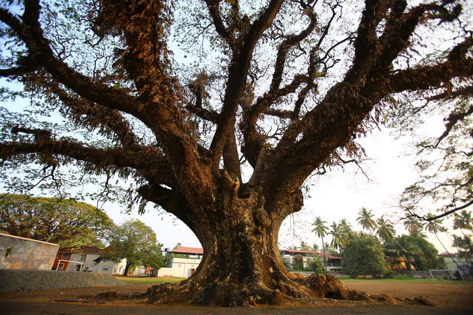 Cochi & Munnar