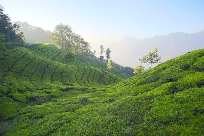 Cochi & Munnar