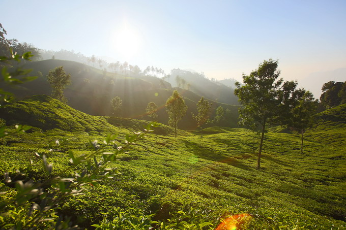 Cochi & Munnar