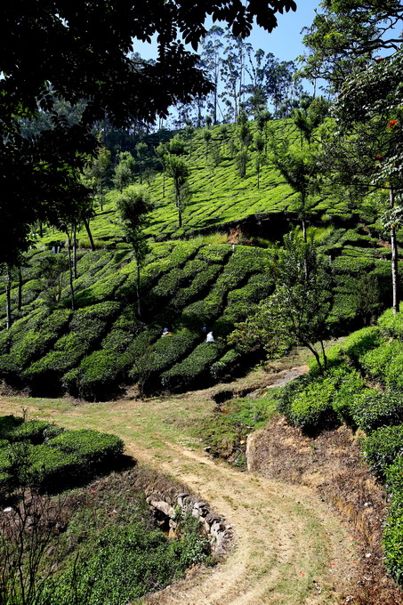 Cochi & Munnar