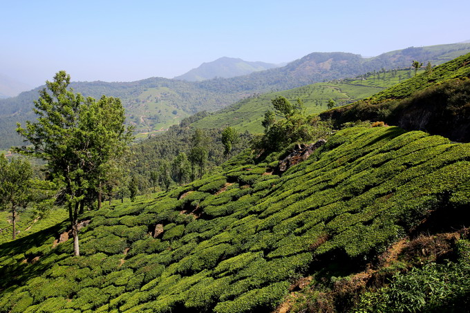 Cochi & Munnar