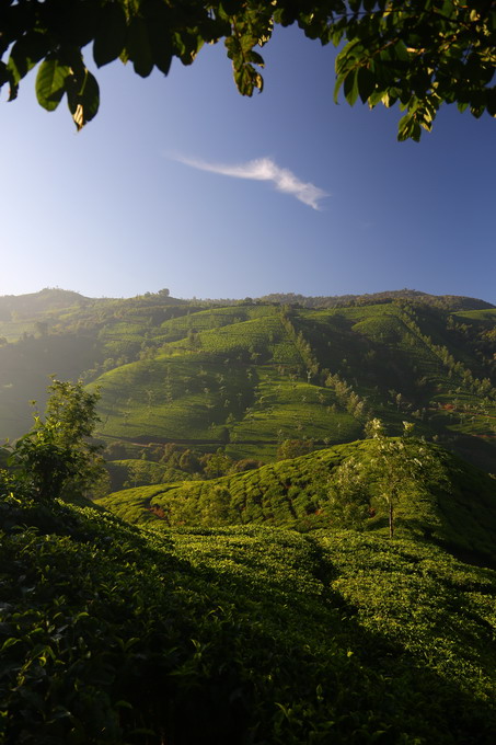 Cochi & Munnar