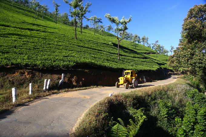 Cochi & Munnar