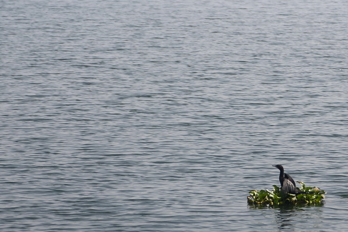 Kerala Backwaters