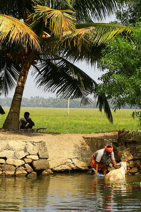 Kerala Backwaters