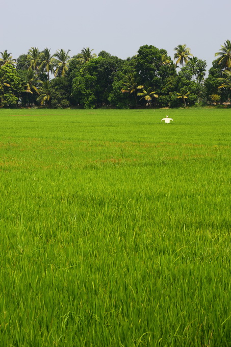 Kerala Backwaters