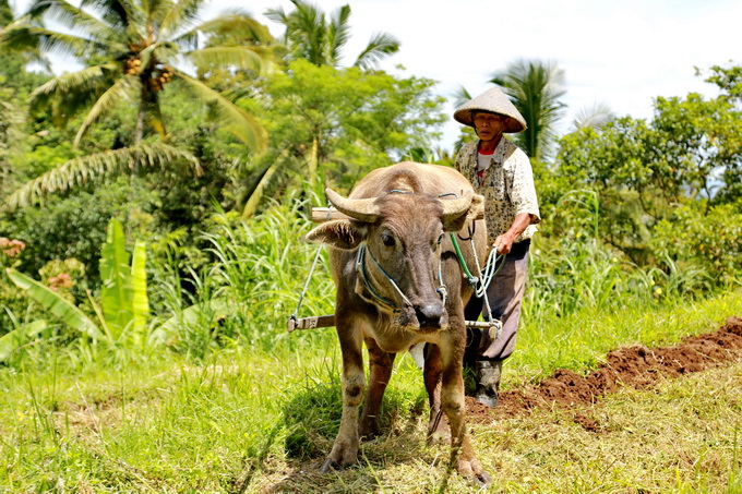 Bali