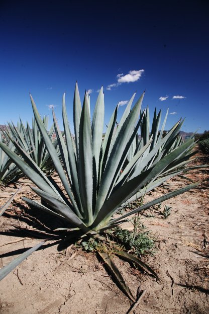 Oaxaca