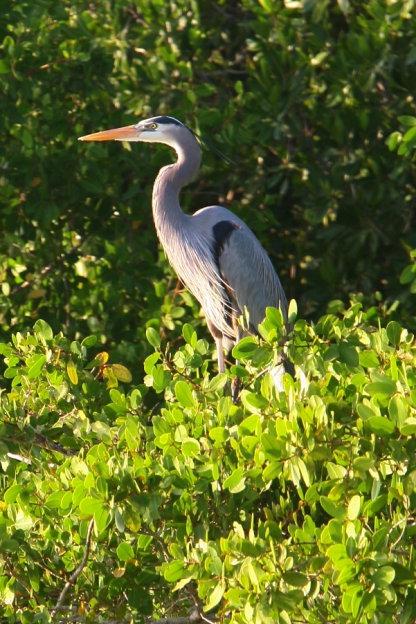 Yucatan