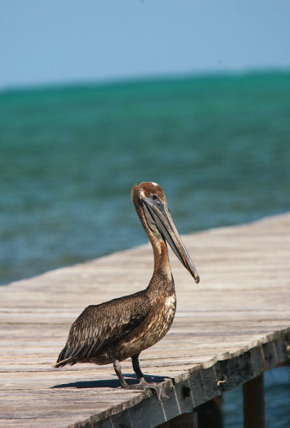 Caye Caulker a velka modra dzuzna