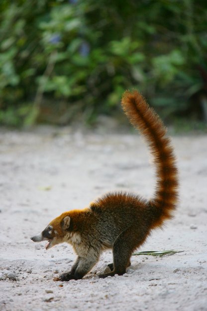 Tikal, Poptun, Rio Dulce