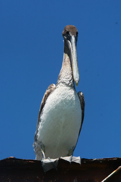 Tikal, Poptun, Rio Dulce